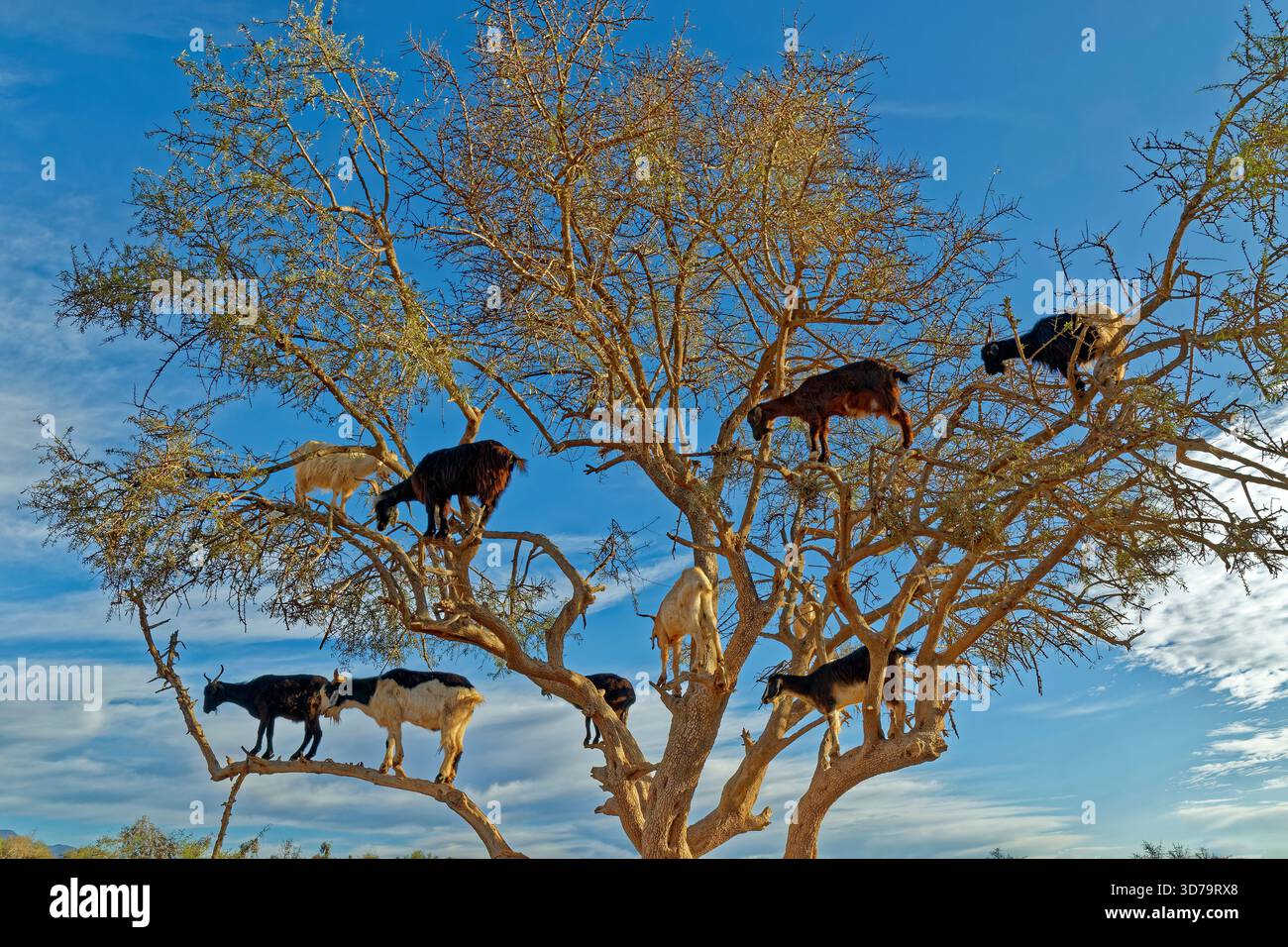 Ziegen auf Argon-Ölbäumen in Marokko. Stockfoto