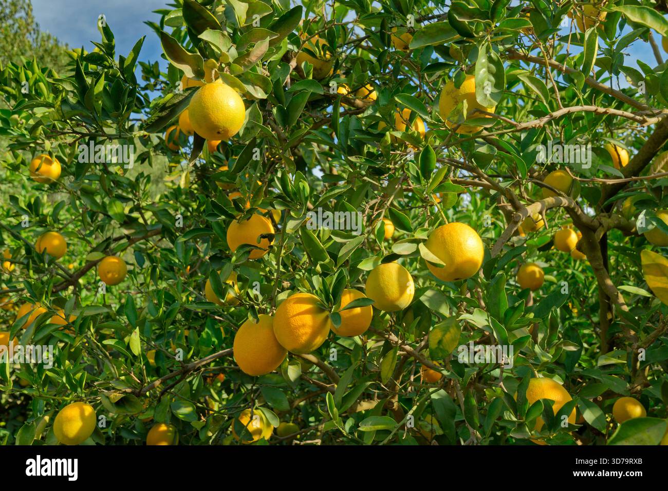 Orangen wachsen in einem Orangenhain. Stockfoto