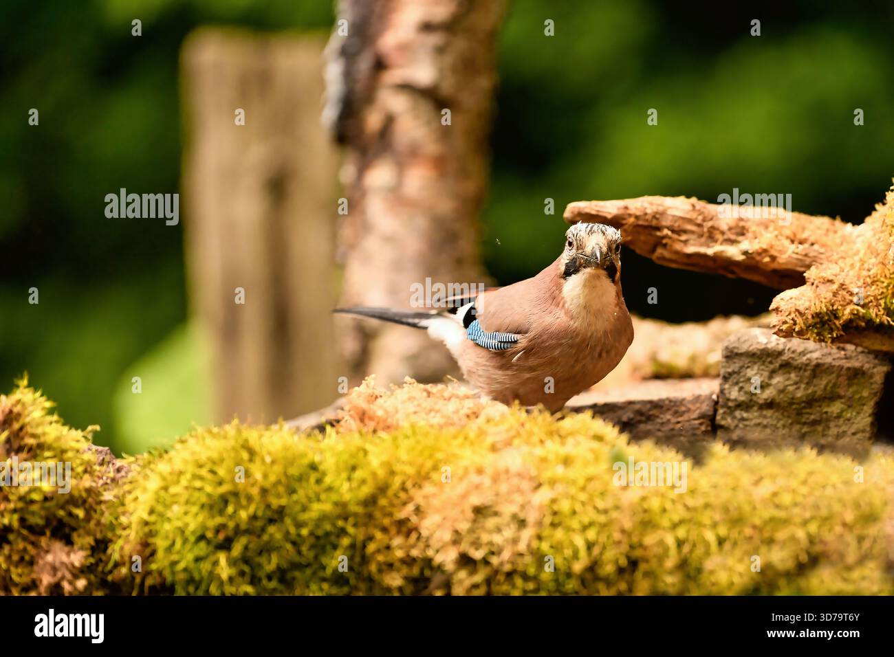 Jays sind eine paraphyletische Gruppe von Passvögeln innerhalb der Familie Corvidae. Stockfoto