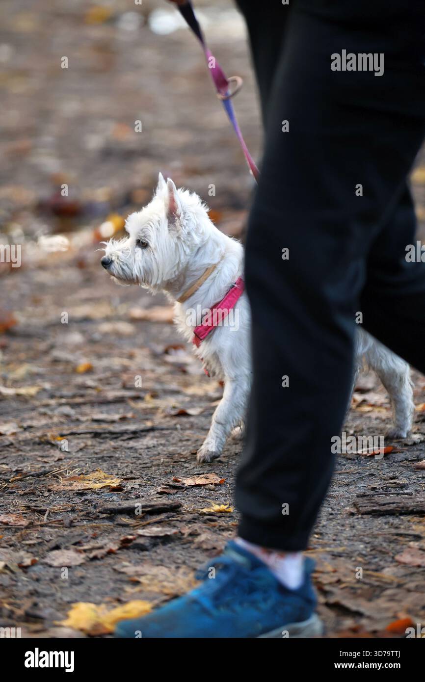 Herbstspaziergang mit einem Hund an der Leine Stockfoto