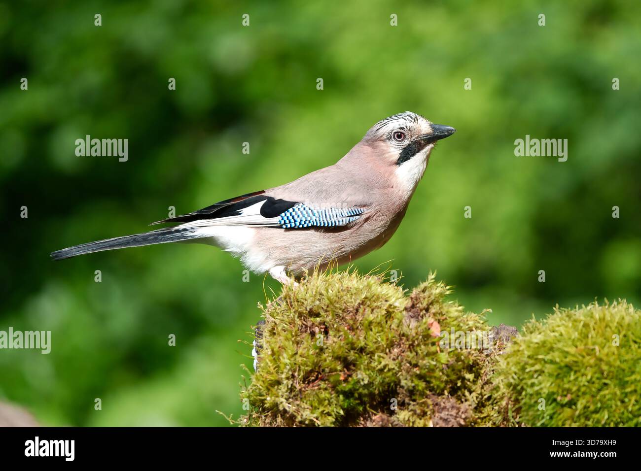 Jays sind eine paraphyletische Gruppe von Passvögeln innerhalb der Familie Corvidae. Stockfoto