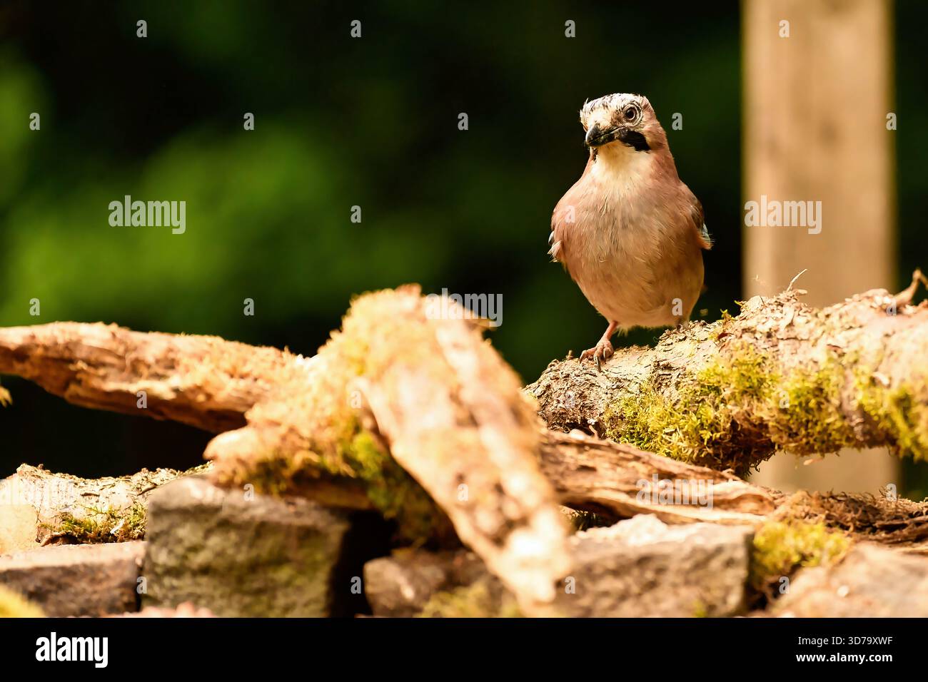 Jays sind eine paraphyletische Gruppe von Passvögeln innerhalb der Familie Corvidae. Stockfoto