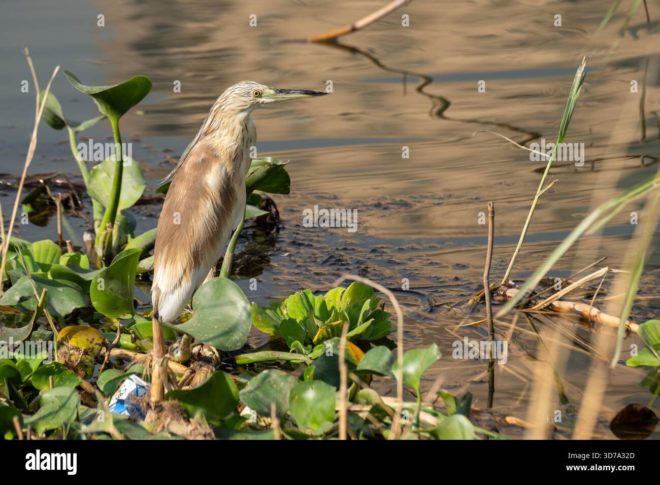 Squacco Reiher (Ardeola ralloides) steht auf Wassersalat (Pistia stratiotes) im Nil, Kairo, Ägypten Stockfoto