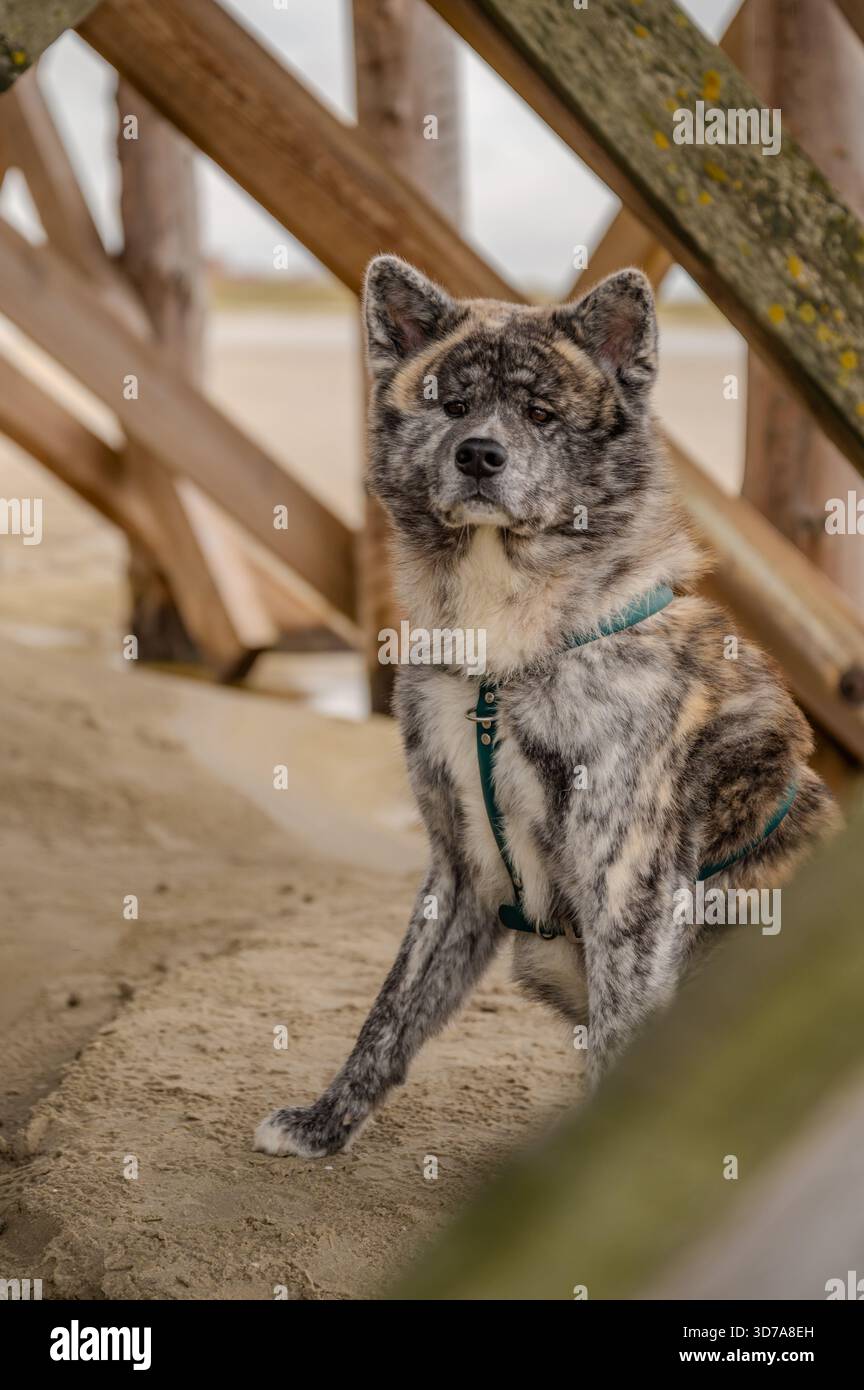 Akita Inu Hund mit grauem und braunem Fell sitzt auf einem Sandbereich unter einer Holzkonstruktion, mit grünem Harness, Nordsee, St. Peter Ording Stockfoto