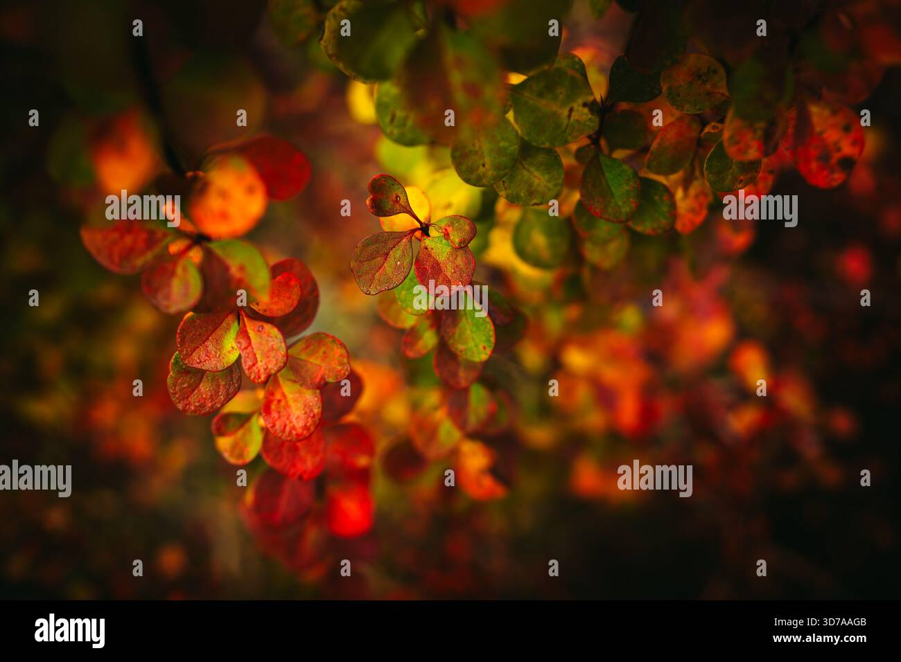 Nahaufnahme farbenfroher Herbstblätter mit geringer Tiefe des Feldes Stockfoto