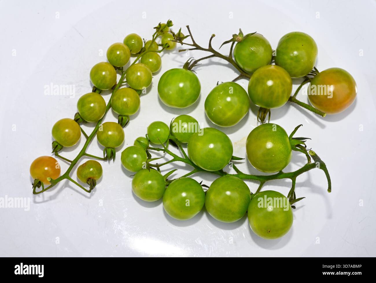 Unter Reifen grünen, fröhlichen Tomaten, die giftig sein können, zusammen mit einigen, die gerade erst Reifen und verlieren Toxizität Stockfoto
