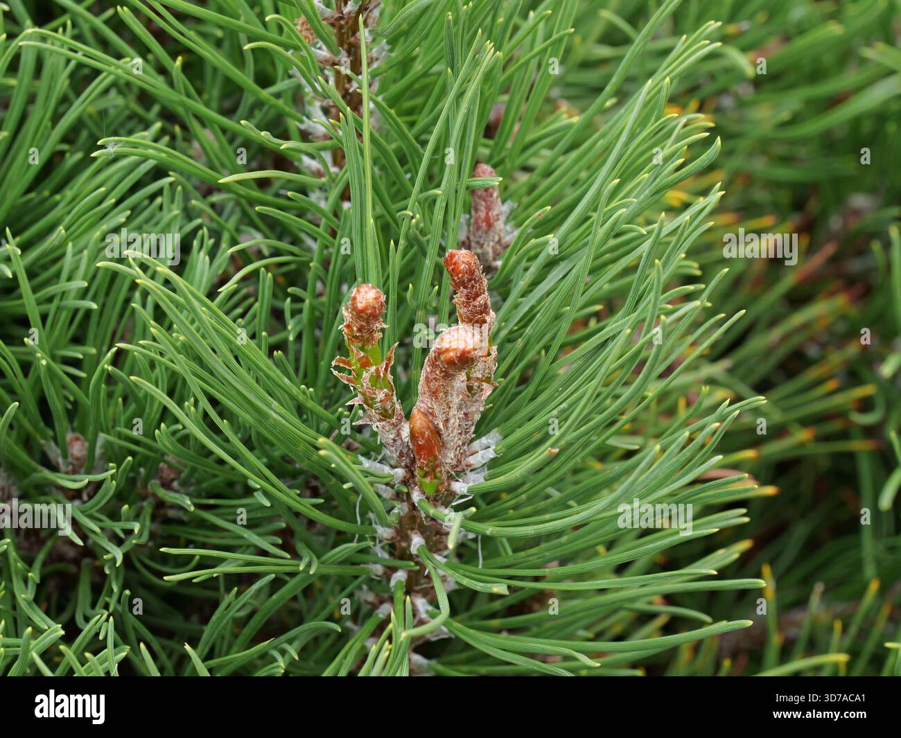 Nadeln und Knospen einer Bergkiefer. Pinus mugo. Grüne Nadeln, rötlich-braune Knospen. Nahaufnahme von. Kopierraum. Stockfoto