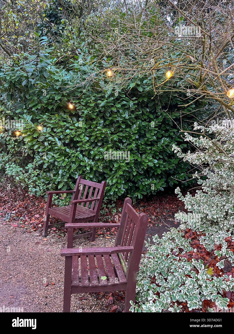 Gemütliche Herbstgartenszene mit Holzstühlen und Lichterketten in England - Smartphone-aufgenommenes Stockfoto