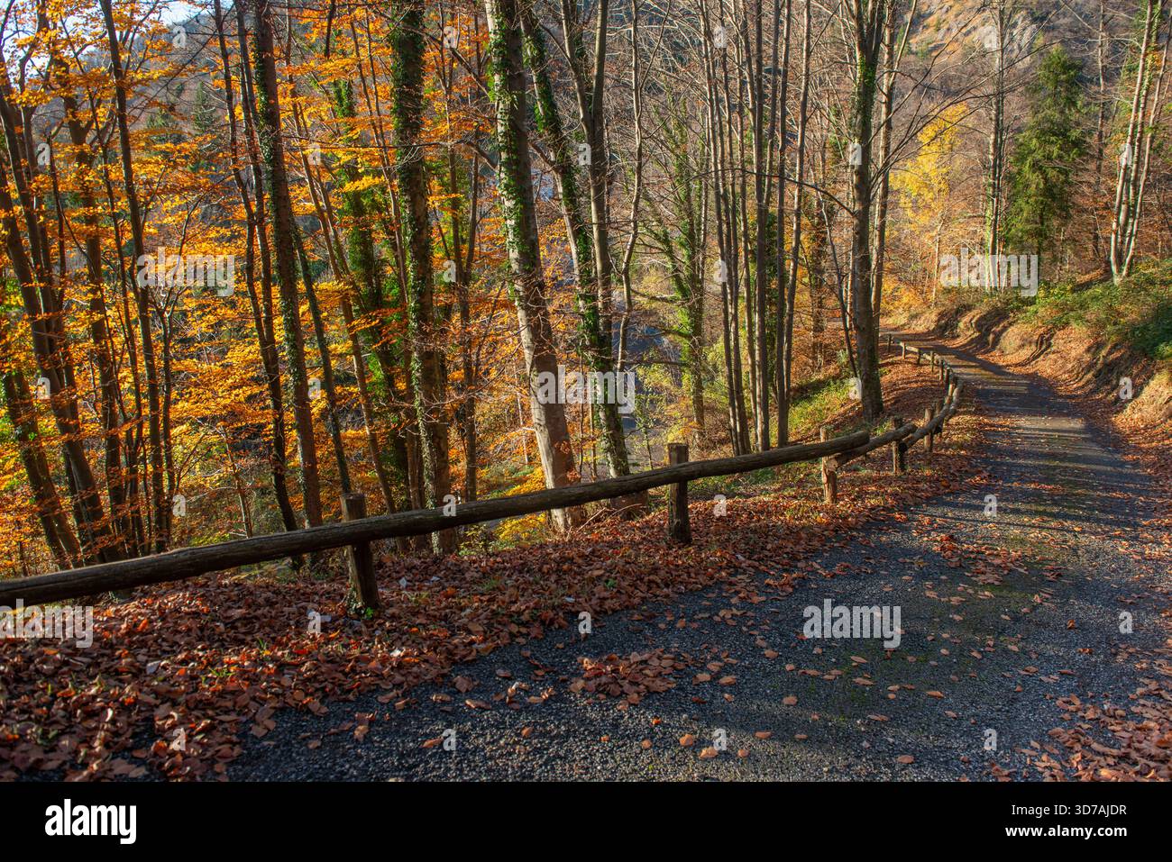 Straße im Wald mit Bäumen in den Farben des Herbstes. Stockfoto