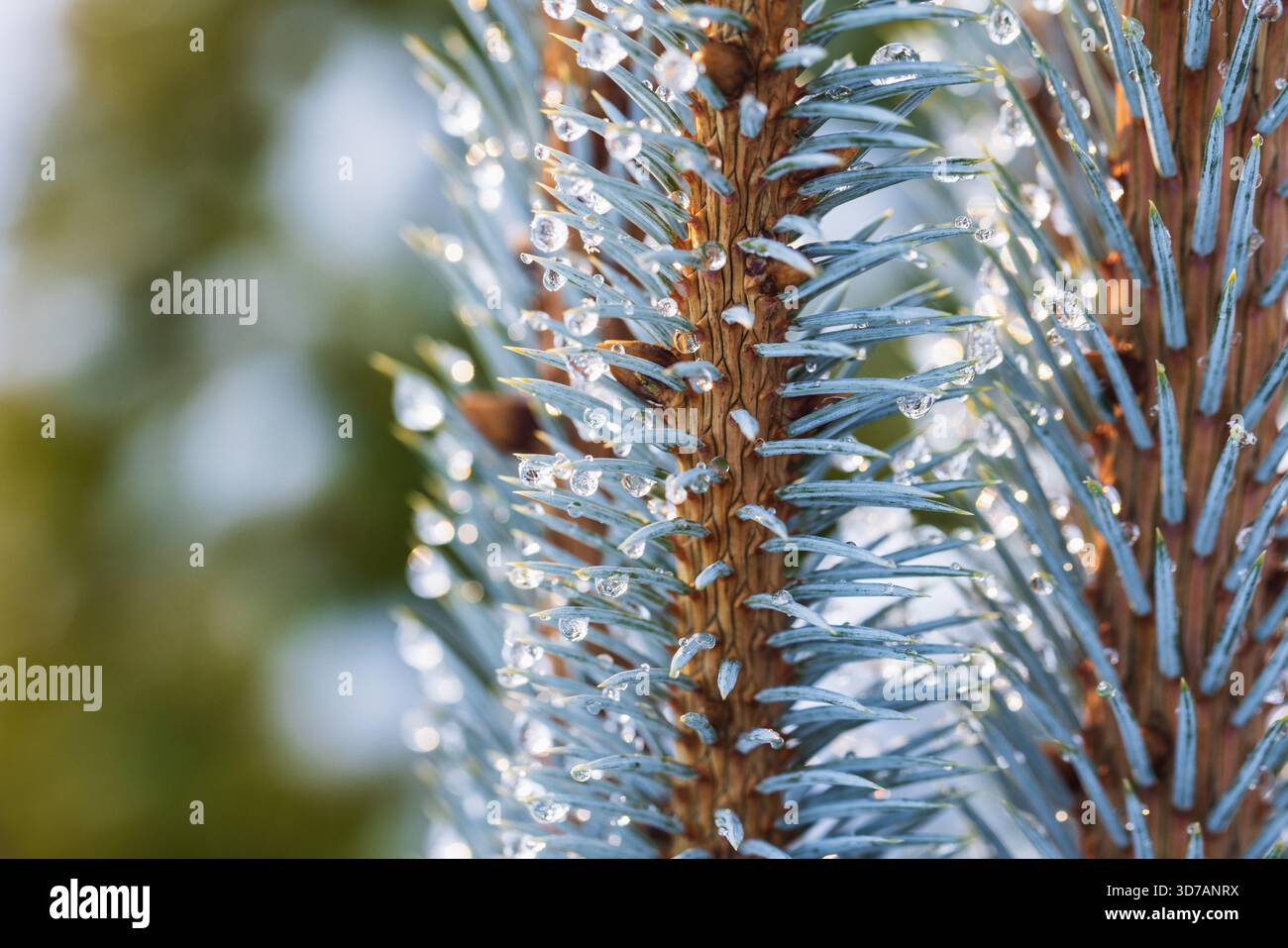 Makrofoto einer Fichtenbaumnadeln mit zarten Eiströpfchen, die die kühle Kälte des Winters einfangen. Ideal für Natur, Frost, Fotografie und andere Stockfoto