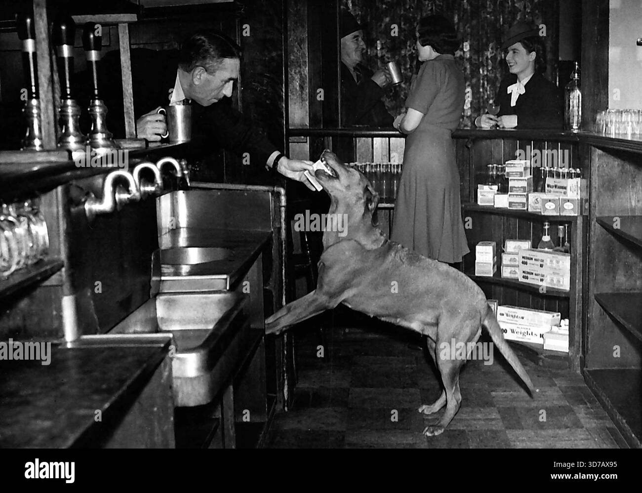 Neeta kümmert sich um ihre Pals -- wenn Sie etwas von 'unter der Theke' in dieser Kneipe an der Bath Road, in Colnbrook, Middx wollen. Flüstere einfach Neeta zu, sobald ihre Geliebte den Rücken kehrt, Neeta nimmt Zigaretten, Streichhölzer und Kuchen unter der Theke und serviert all ihre Kumpels. Die Managerin kann nichts unter der Theke behalten. Neeta kennt die verschiedenen Zigarettenmarken und kann Dutzende aus den Zwanzigern herausfinden. Hier bedient Neeta einen ihrer Lieblingskunden, der sie um eine Packung Zigaretten gebeten hat. November 1946. (Foto mit Spiegelfunktionen). Stockfoto