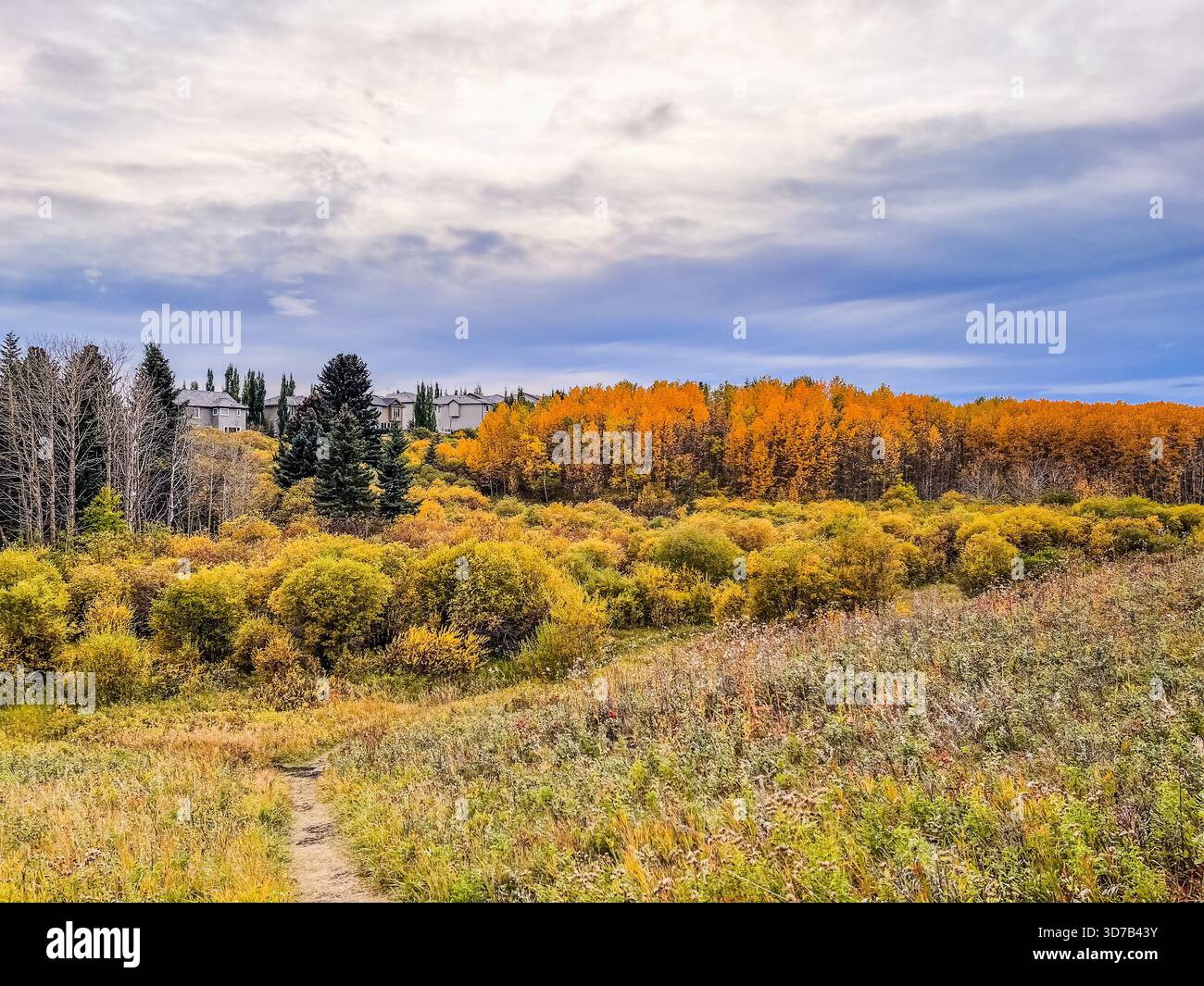 Leuchtende Herbstbäume zeigen Orange- und Gelbtöne in einer friedlichen Landschaft. Wohnhäuser blicken durch den Wald, während der Himmel teilweise cl ist - Smartphone-aufgenommenes Stockfoto