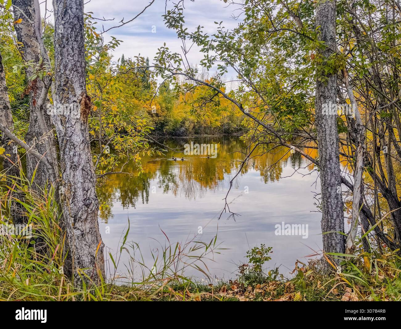 Ein friedlicher Fluss reflektiert orange und gelbe Blätter von umliegenden Bäumen in einem ruhigen natürlichen Raum. Eine sanfte Brise bewegt sich durch den Bereich und verstärkt den Bereich Stockfoto