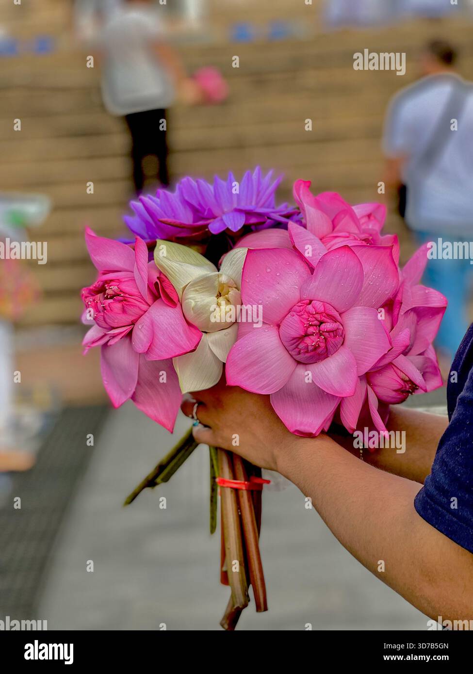 Rosa Lotus blüht in der Hand, bereit für eine Pooja-Opfergabe in einem Sri-lankischen Tempel. Symbolisiert Reinheit und Hingabe im Buddhismus. Stockfoto