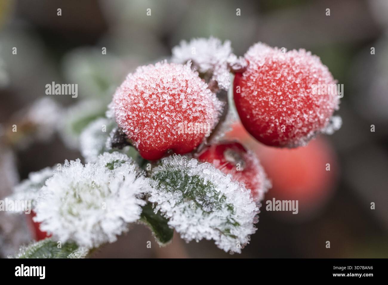 Cotoneaster (Cvotoneaster dammeri), Früchte, Emsland, Niedersachsen, Deutschland Stockfoto