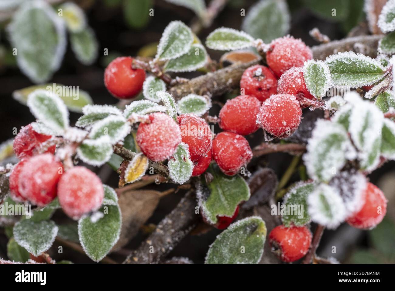 Cotoneaster (Cvotoneaster dammeri), Früchte, Emsland, Niedersachsen, Deutschland Stockfoto