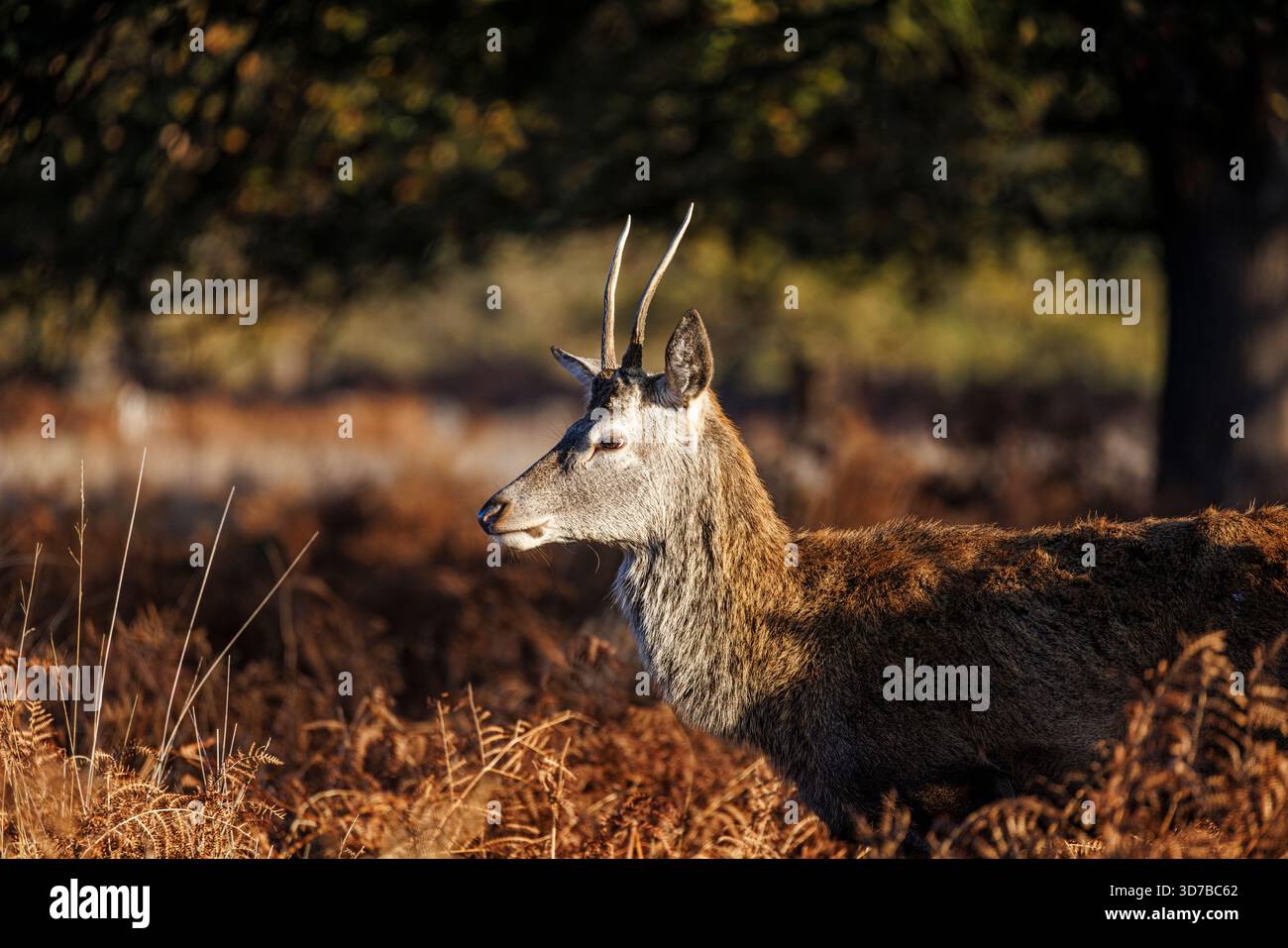 Ein junger Hirschhirsch (Cervus elaphus) mit kleinen Geweihen fängt die Morgensonne in einem Bett aus Bracken im Richmond Park, Richmond upon Thames, London Stockfoto