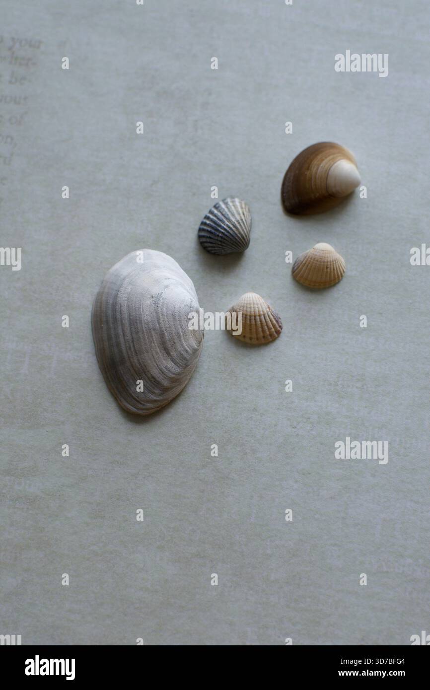 Vier kleine, weiße Meeresmuscheln, die diagonal auf einem strukturierten blauen und türkisfarbenen Hintergrund angeordnet sind, der an Wasser erinnert Stockfoto