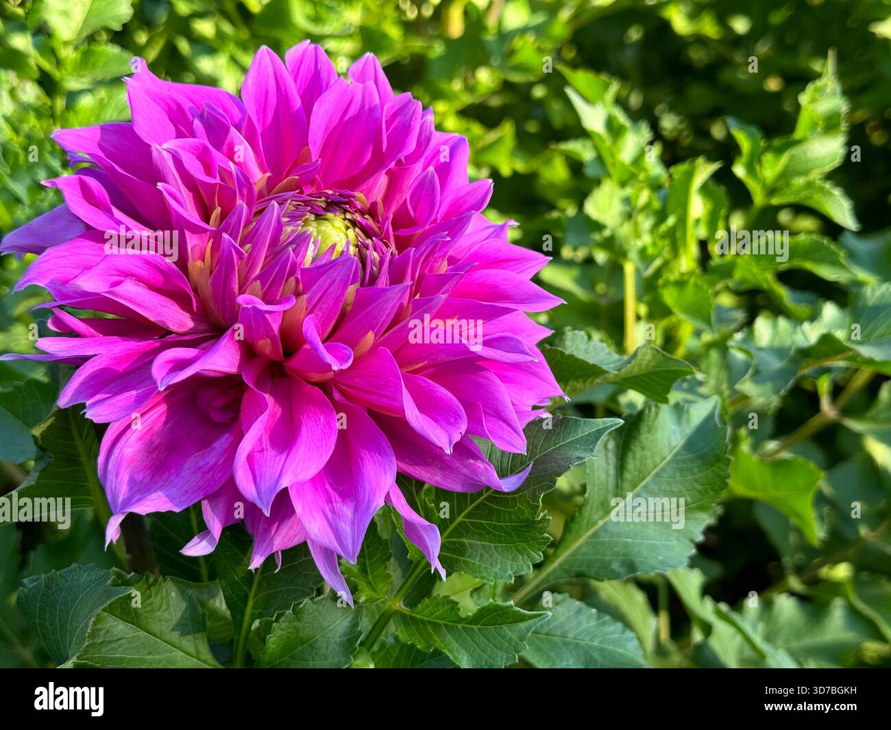 Dahlienblume schöne rosa Blüte im Garten Stockfoto
