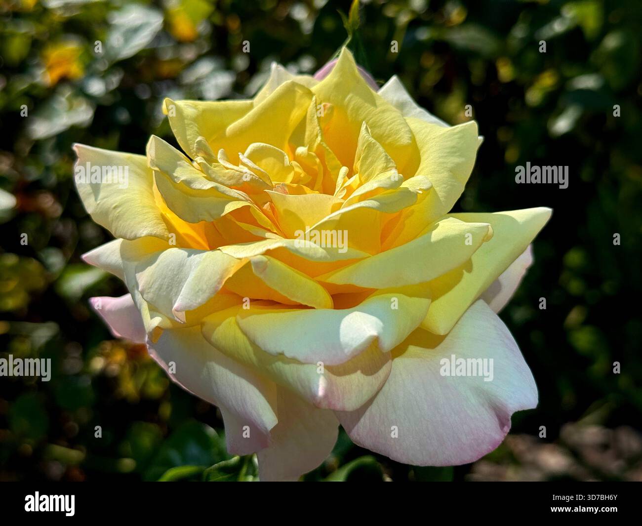 Elegante Rosenblüte mit gelben rosa Blüten Stockfoto