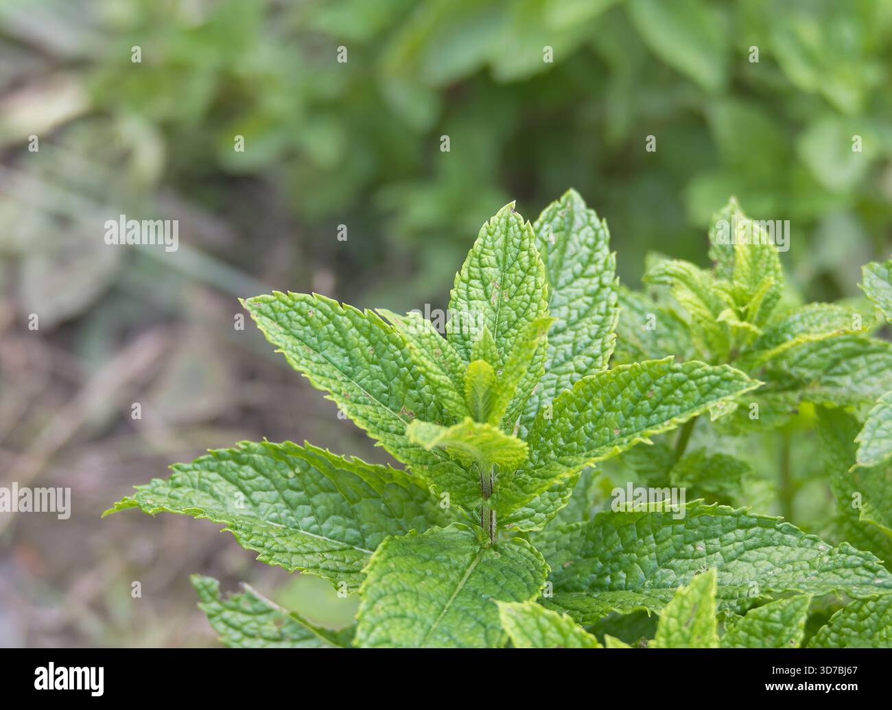 Frische, leuchtend grüne Spearmint Mentha spicata Blätter wachsen im Freien mit Textur und gezackten Kanten Stockfoto