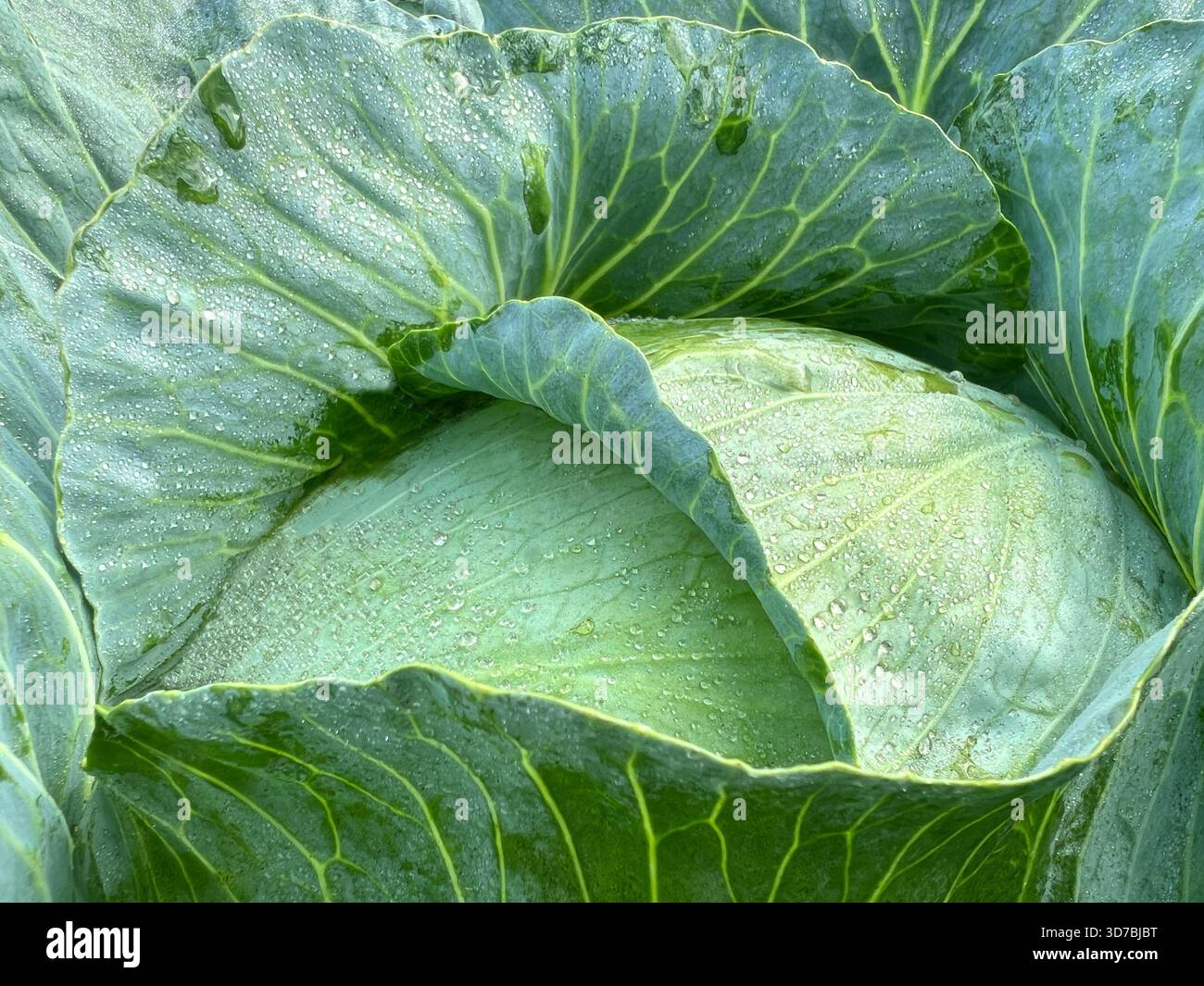 Kohl Stockfoto