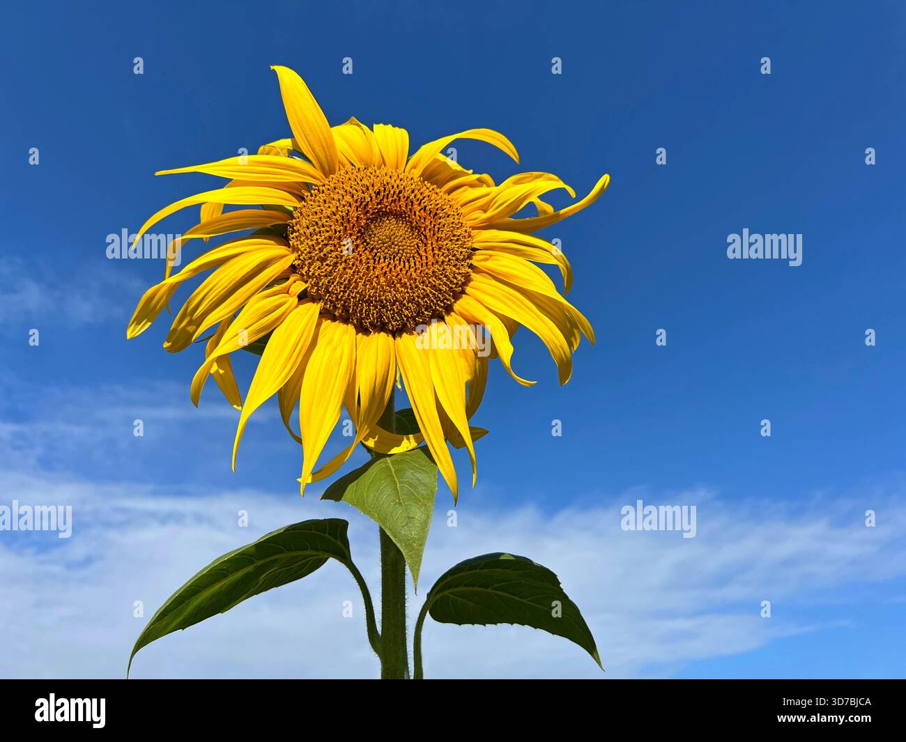 Sonnenblume gegen blaue Himmelswolken Stockfoto