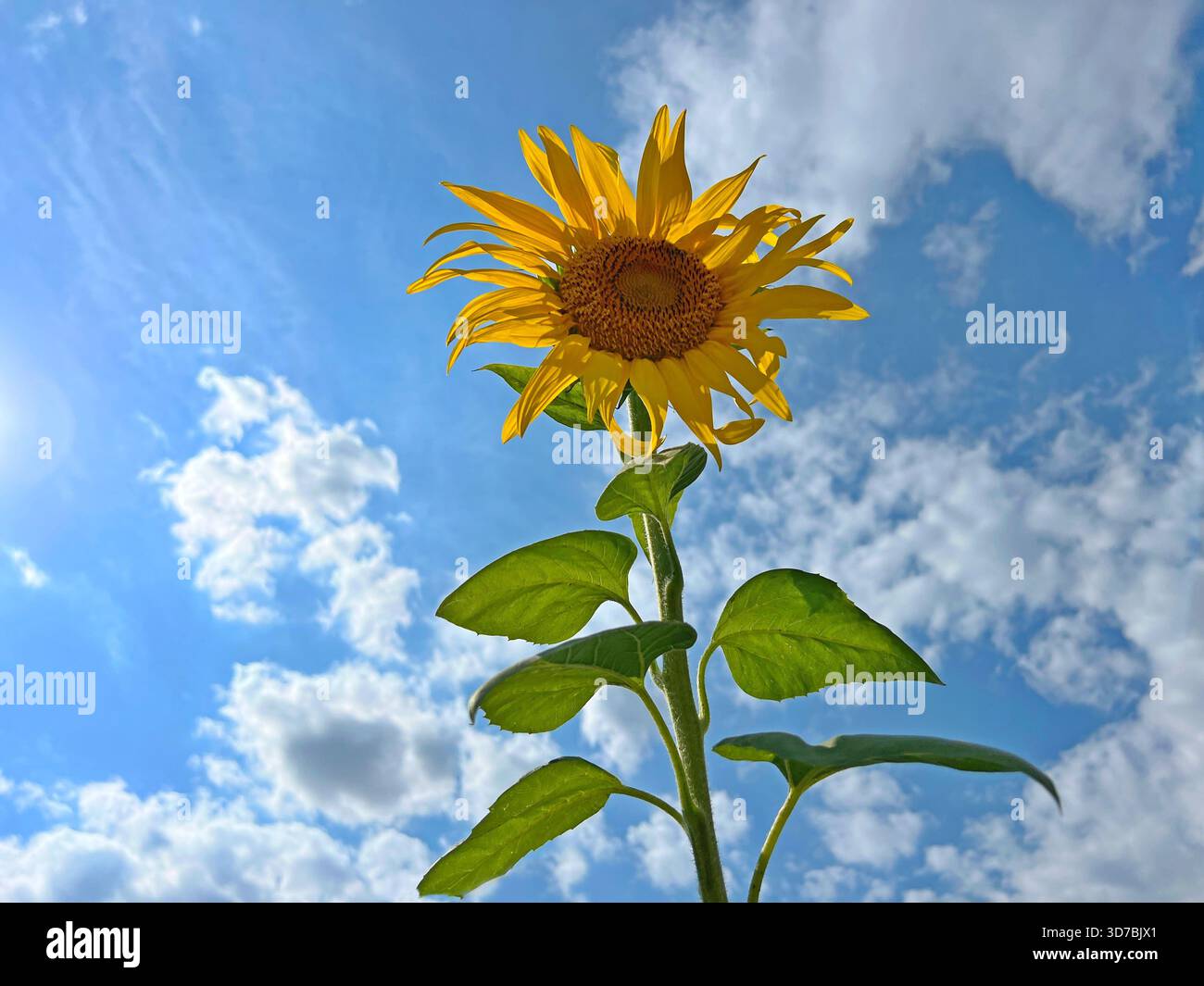 Sonnenblume auf blauem Himmel mit Wolken. Stockfoto