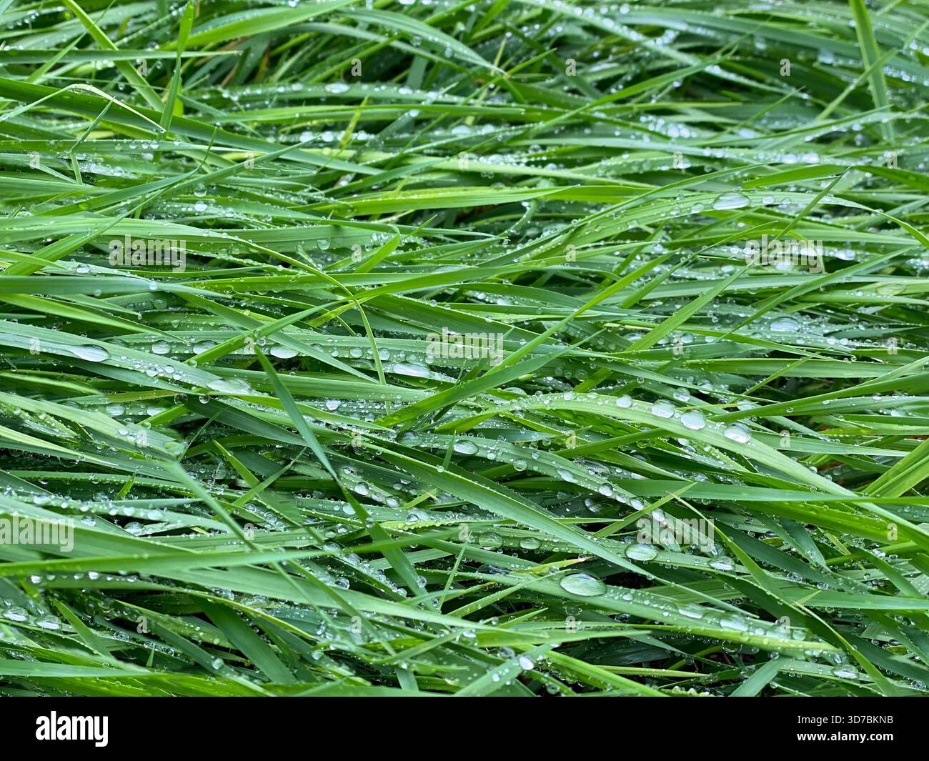 Grünes Gras, nasse Klingen mit Regentropfen Stockfoto