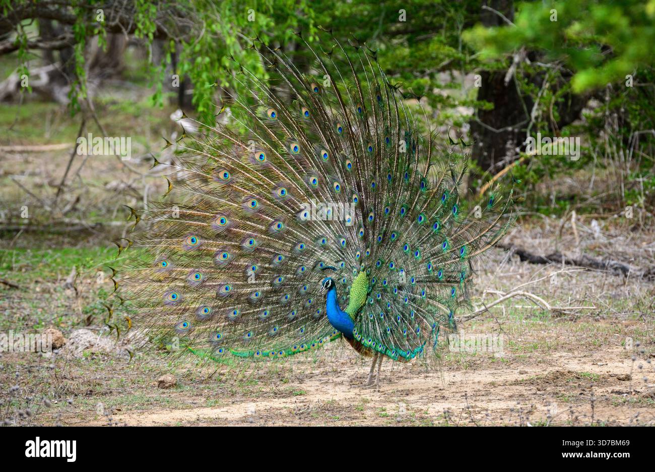 Peacock-Tanz im Yala-Nationalpark, Sri Lanka. Die Federn sind in einem vollen Fächer verteilt und zeigen augenähnliche Muster Stockfoto
