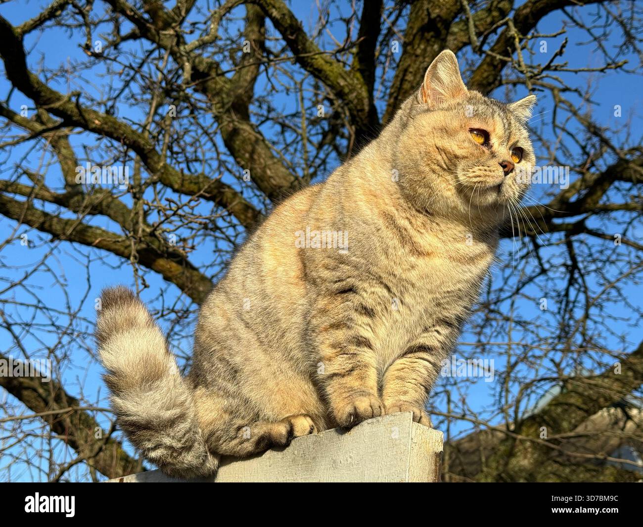 Niedliche Katze, die auf einem Zaun sitzt Stockfoto