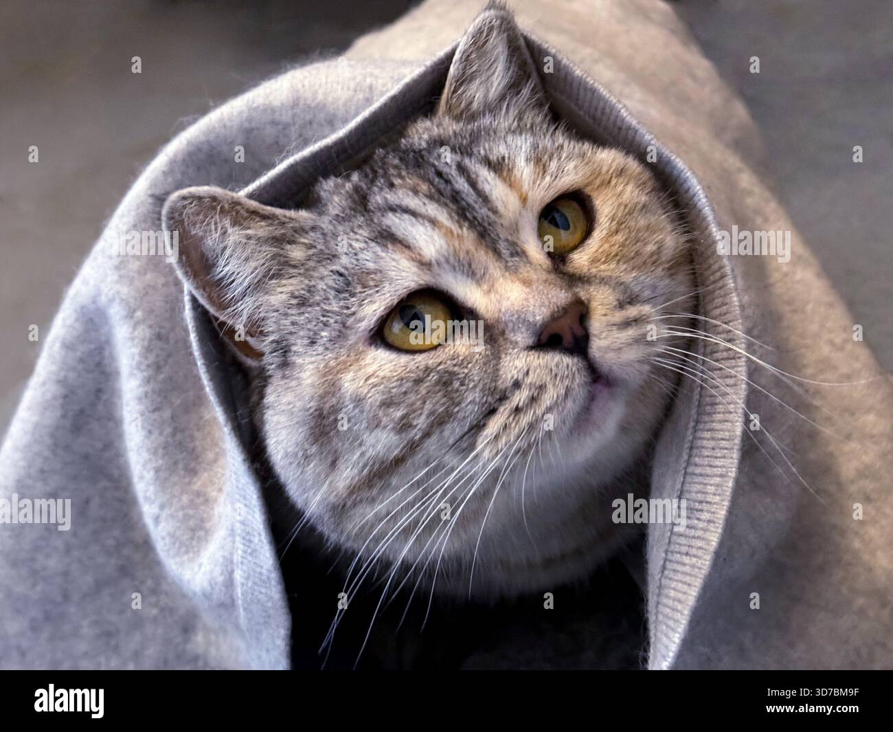 Bei kaltem Wetter wärmt sich die Katze unter der Decke. Stockfoto