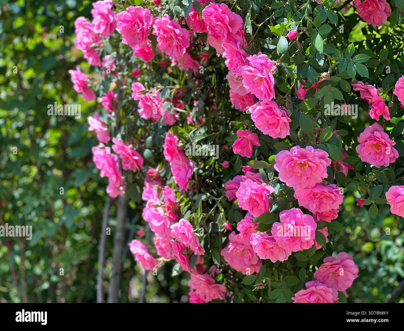 Rosenstrauch mit wunderschönen rosa Blumen im Garten Stockfoto