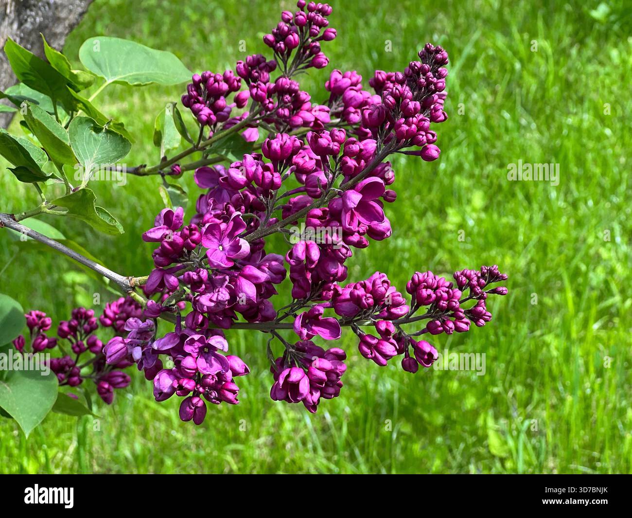 Lilafarbene Blüten auf grünem Gras Stockfoto