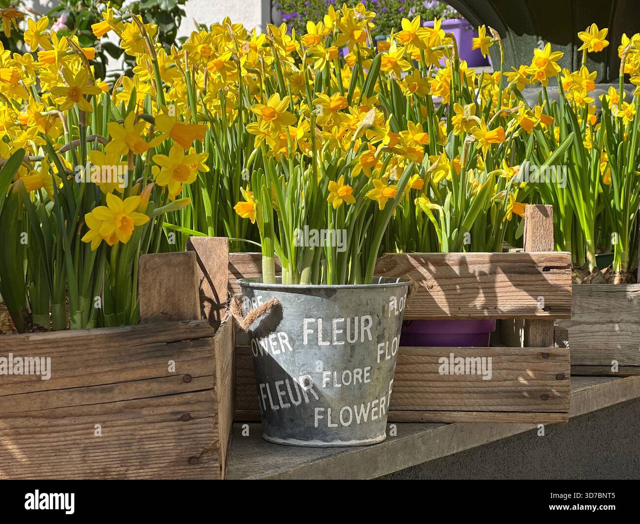 Schöne Narzissenblüten gelb in Holzkisten Stockfoto