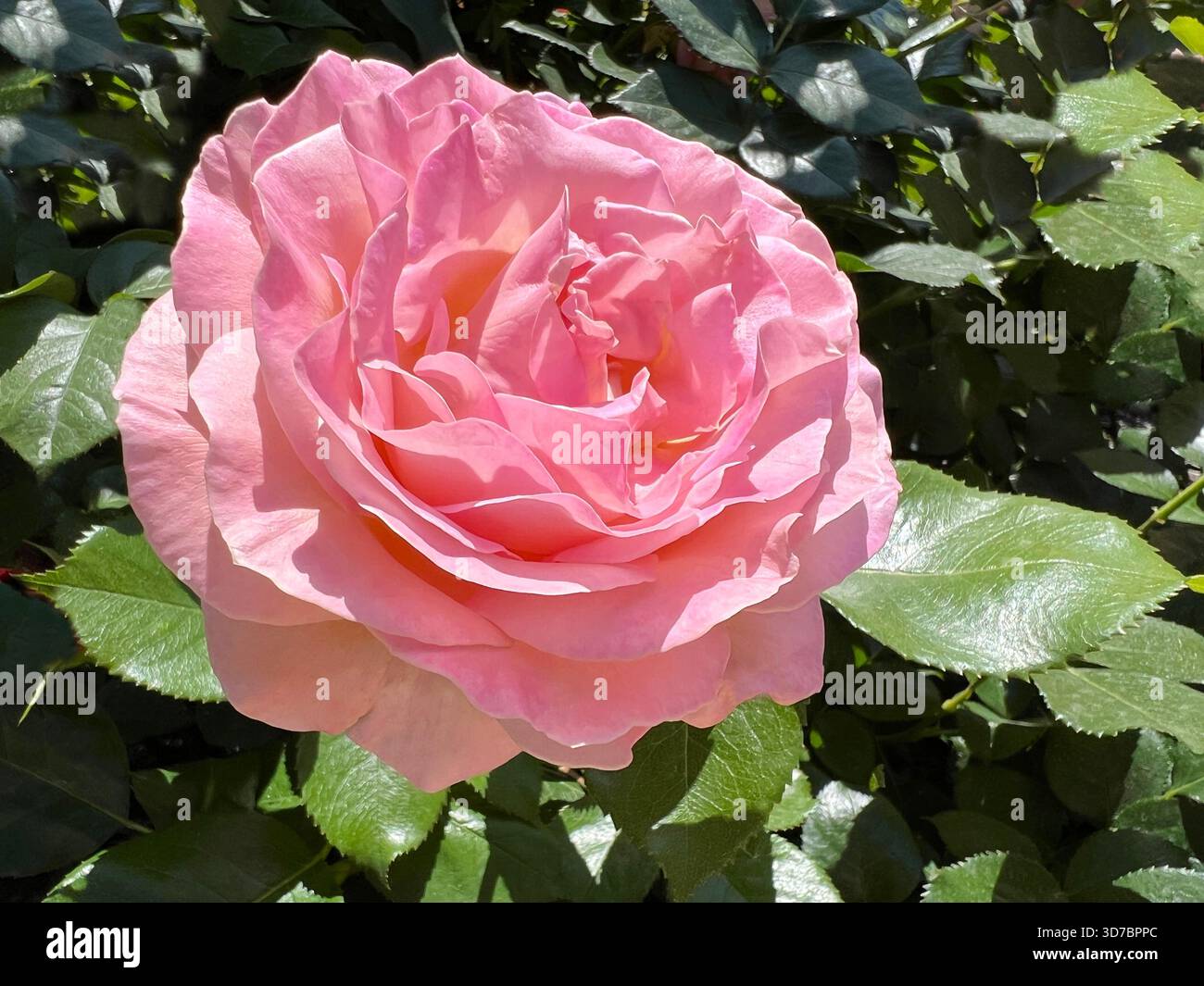 Wunderschöne rosa Blütenblätter Teerose Stockfoto