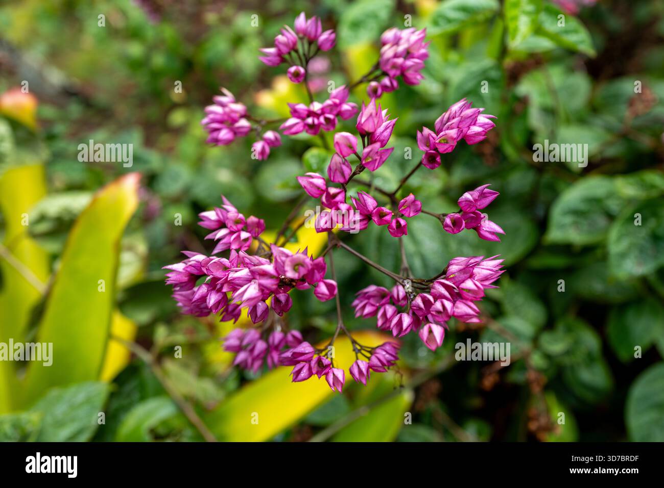Nahaufnahme einer Korallenrebe leuchtend rosa Blüten im National Tropical Botanical Garden in Kauai Hawaii, USA Stockfoto