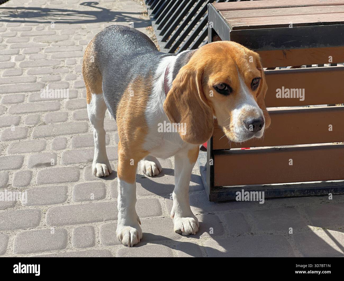 Beagle Hündchen wartet auf seinen Besitzer Stockfoto