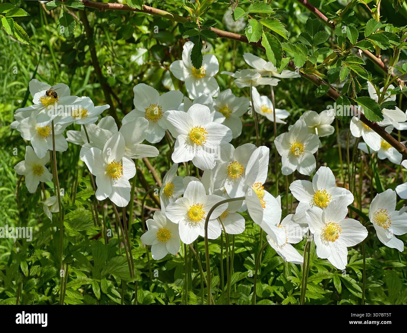 Weiße Blumen Anemone sylvestris, Schneeglöckchenanemone, Windblume Stockfoto
