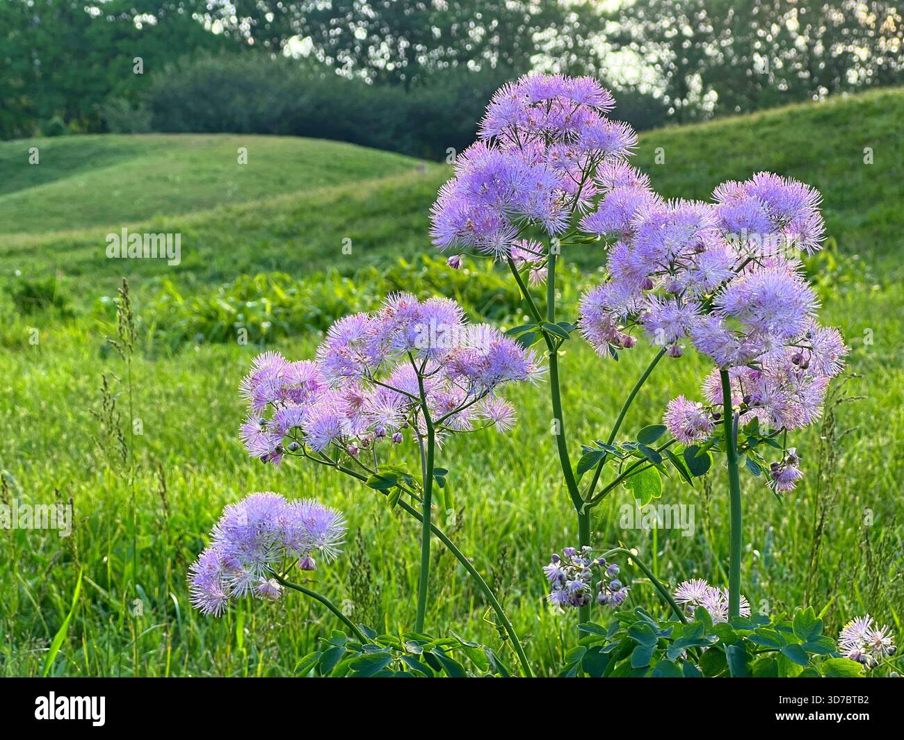 Wiese rue rosa Blumen im grünen Gras Stockfoto