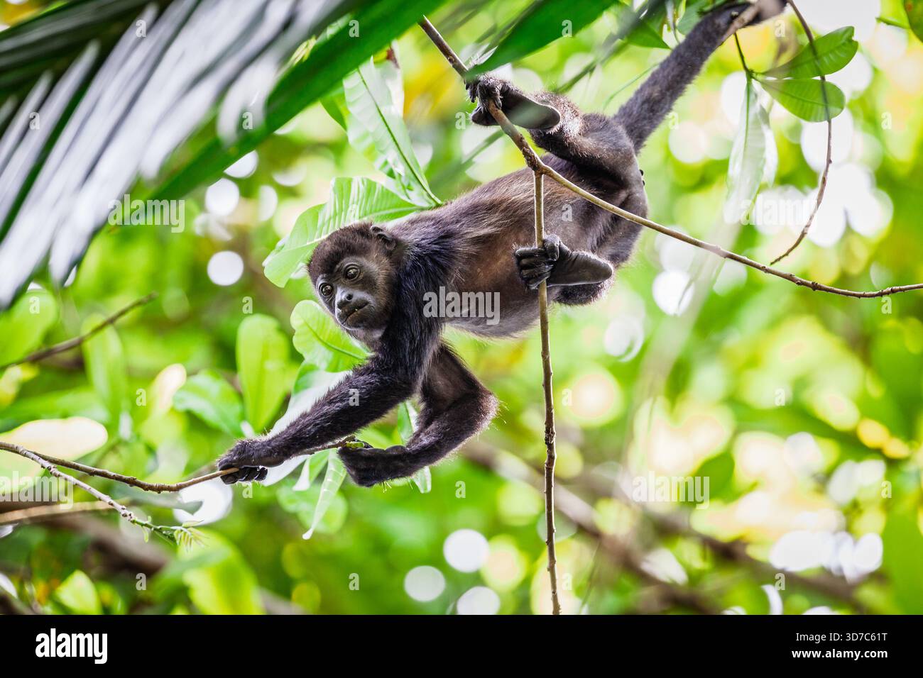 Mantelbrüllaffen im Regenwald Zentralpanamas Stockfoto