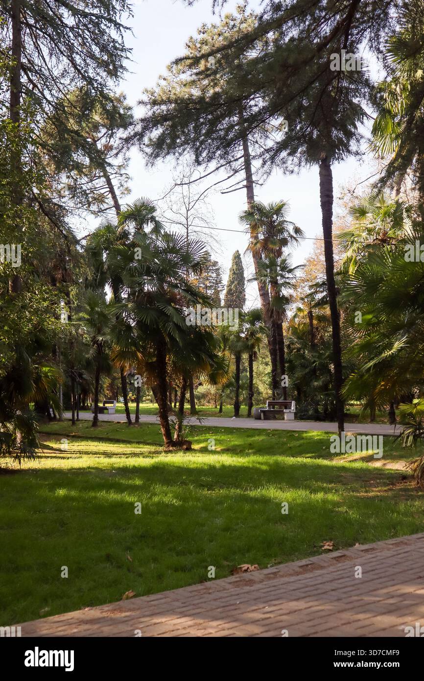 Ruhige urbane Parkszene mit einer Mischung aus Palmen und Nadelbäumen, einer einfachen Bank auf einem Gehweg, lebendigem grünem Gras und schimmerndem Sonnenlicht. Stockfoto