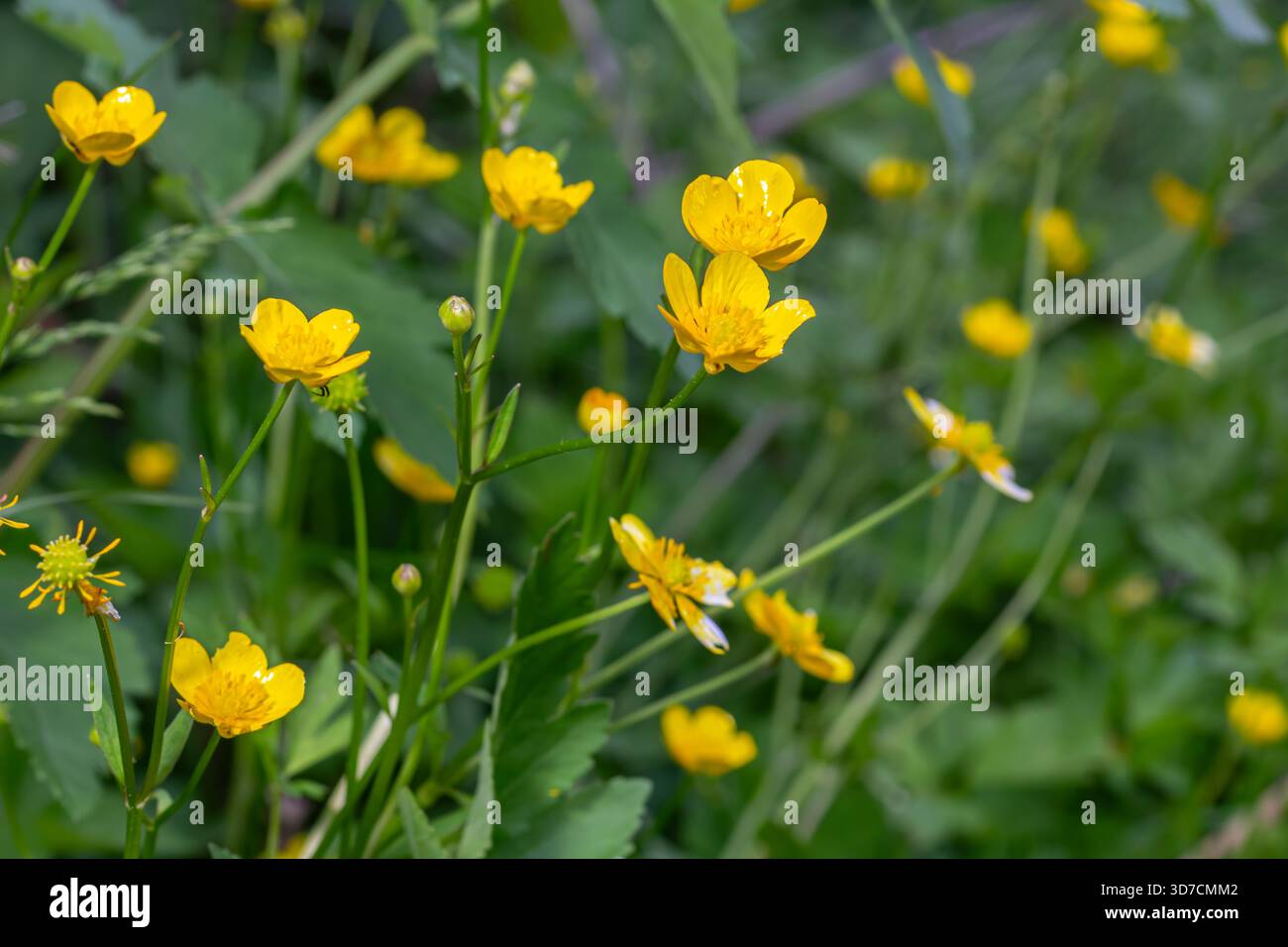 Leuchtende Wiesenbuttermuscheln zeigen ihre glänzend gelben Blüten in einem satten grünen Feld, das an einem schönen Frühlingstag unter der warmen Sonne gedeiht. Stockfoto