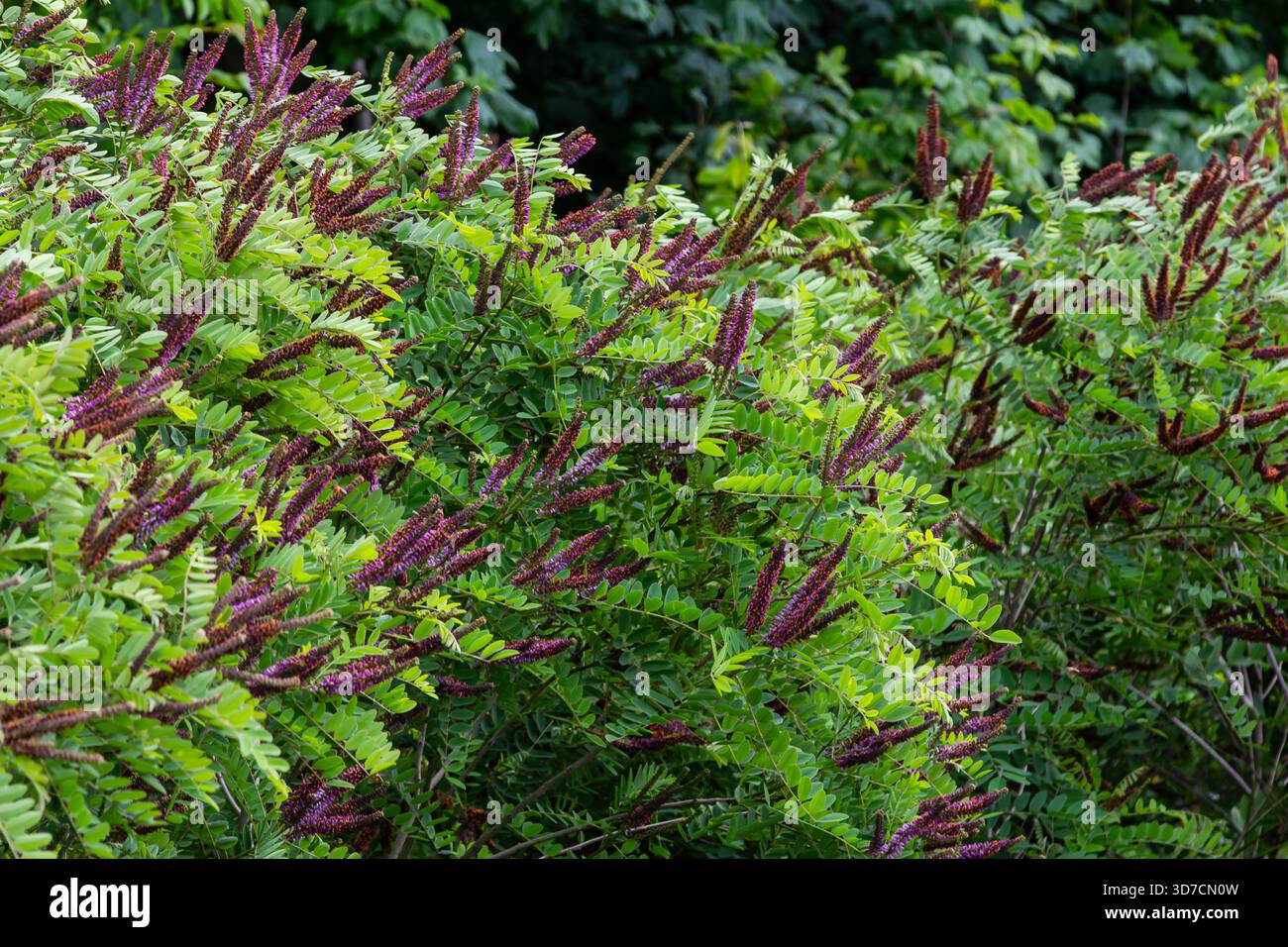 Leuchtend violette Blüten der Amorpha fruticosa blühen inmitten von leuchtend grünem Laub und bringen Schönheit in den Garten, während sie bei sonnigem Wetter Bestäuber anziehen Stockfoto