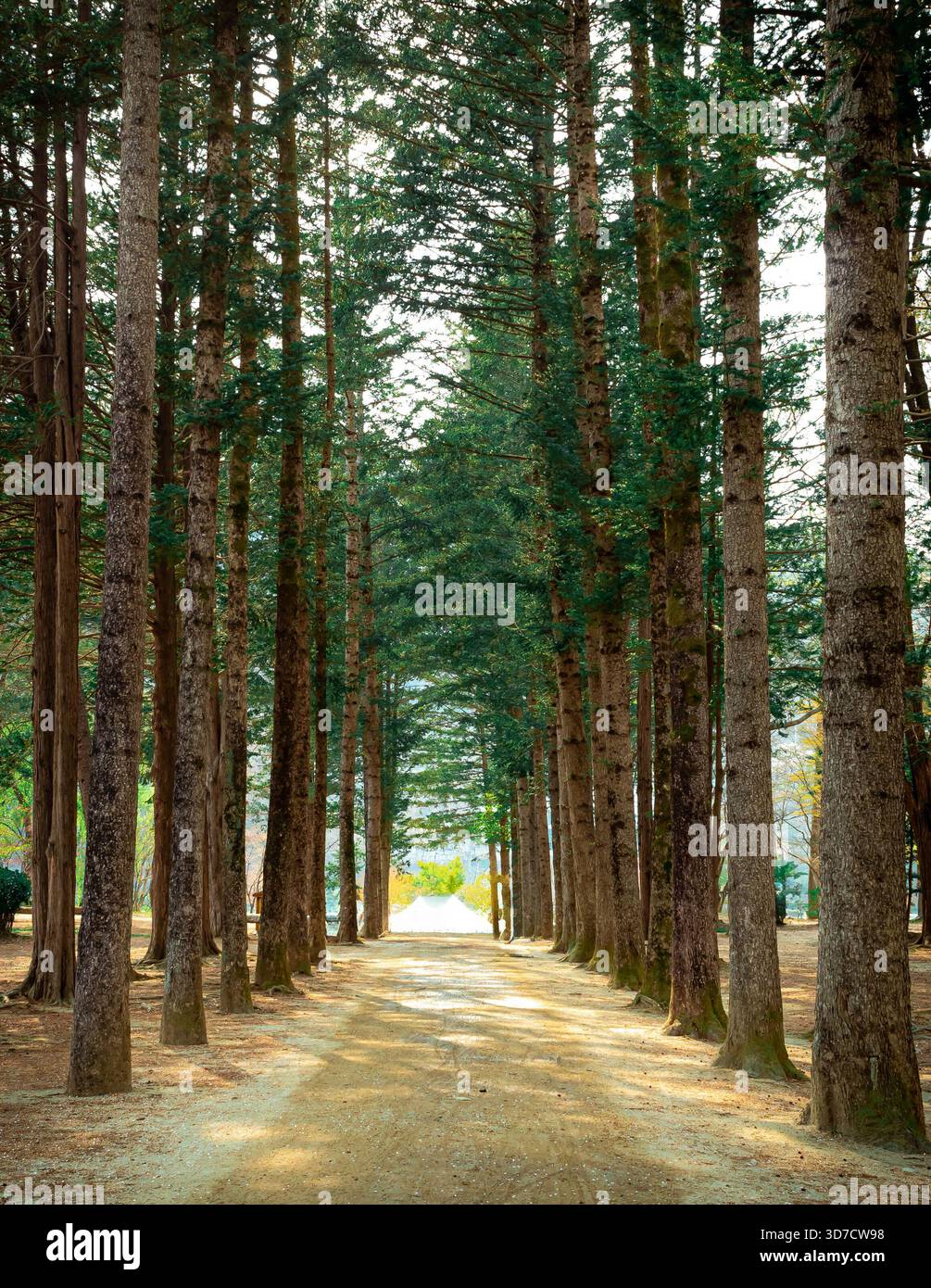 Herbstbaumgesäumter Fußgängerweg im Zentrum der Insel Nami, Korea Stockfoto
