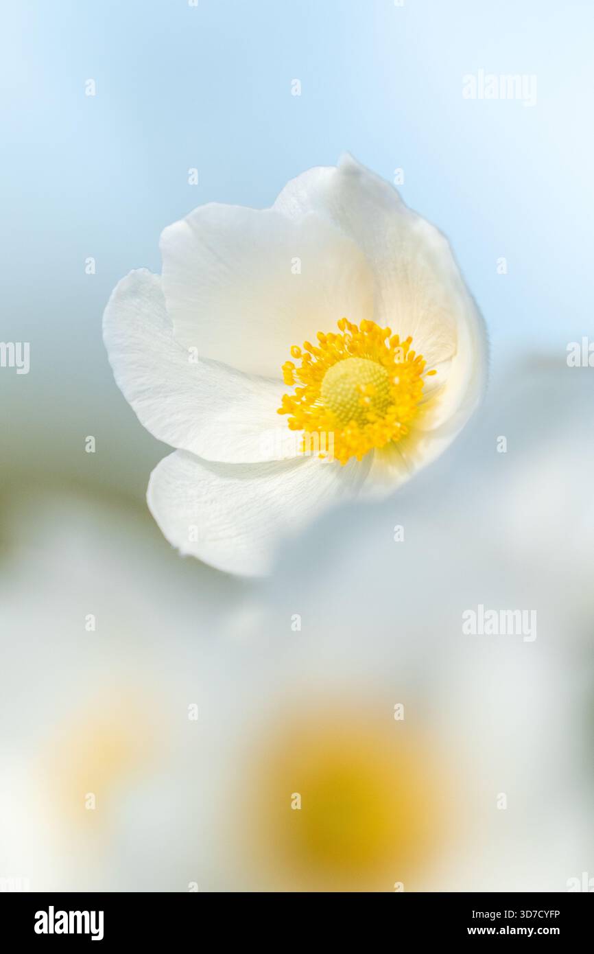 Schöne und süße große weiße Blume von Schneeglöckchen Anemone, Anemone sylvestris blüht im späten Frühling in Estland, Europa Stockfoto