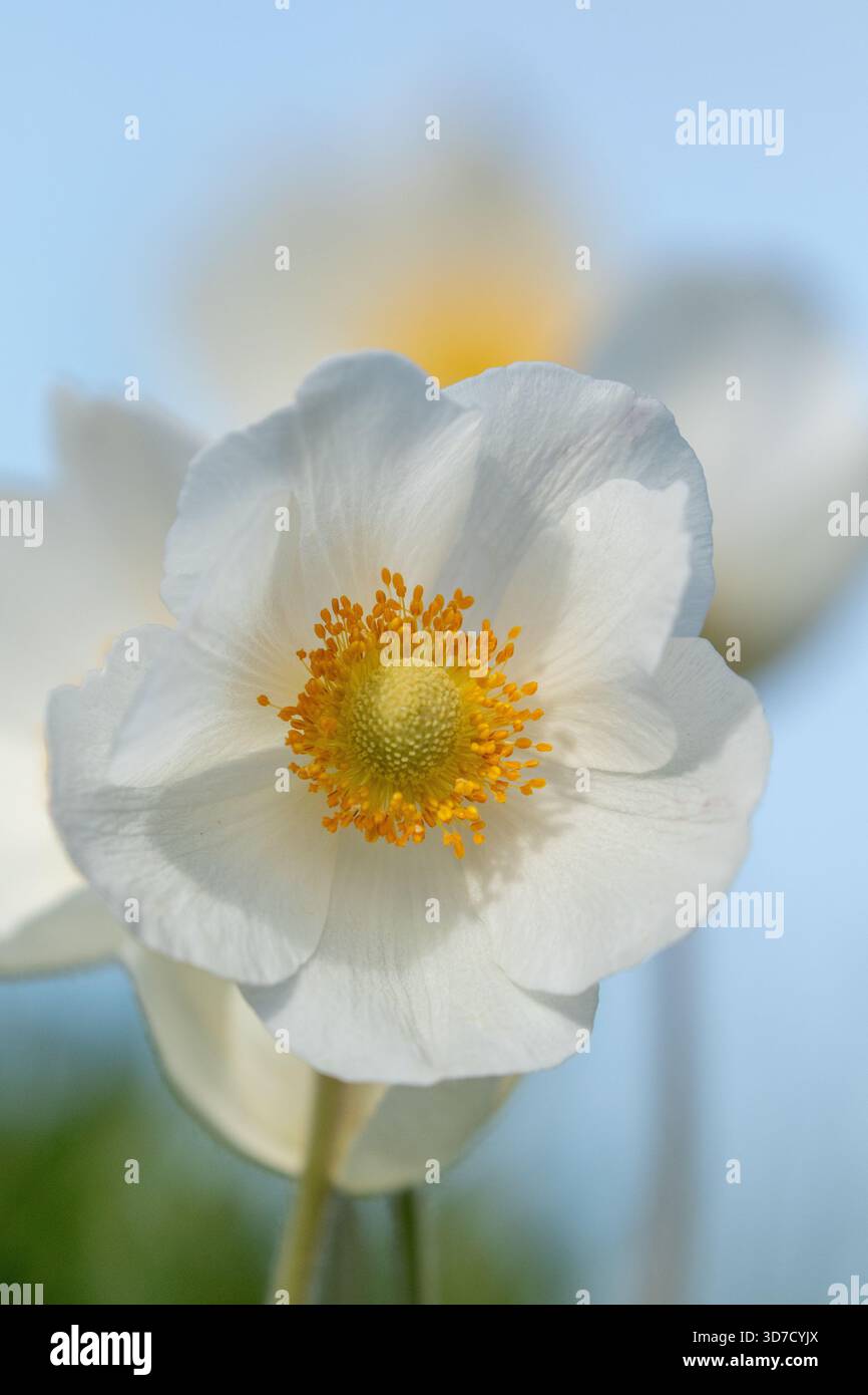 Schöne und süße große weiße Blume von Schneeglöckchen Anemone, Anemone sylvestris blüht im späten Frühling in Estland, Europa Stockfoto