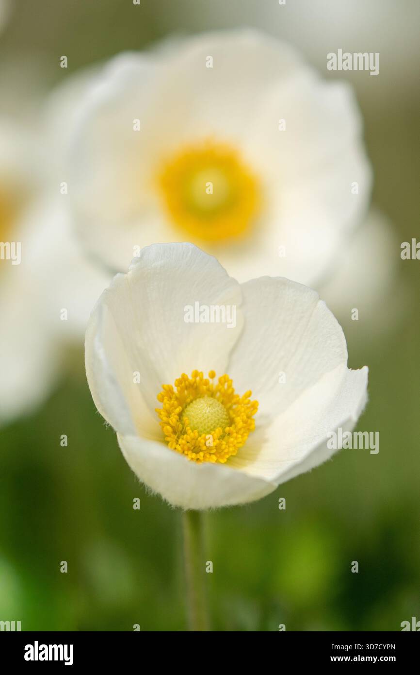 Große weiße Blüten der Schneeglöckchenanemone (Anemone sylvestris), die im Mai und Juni in der estnischen Natur blühen Stockfoto