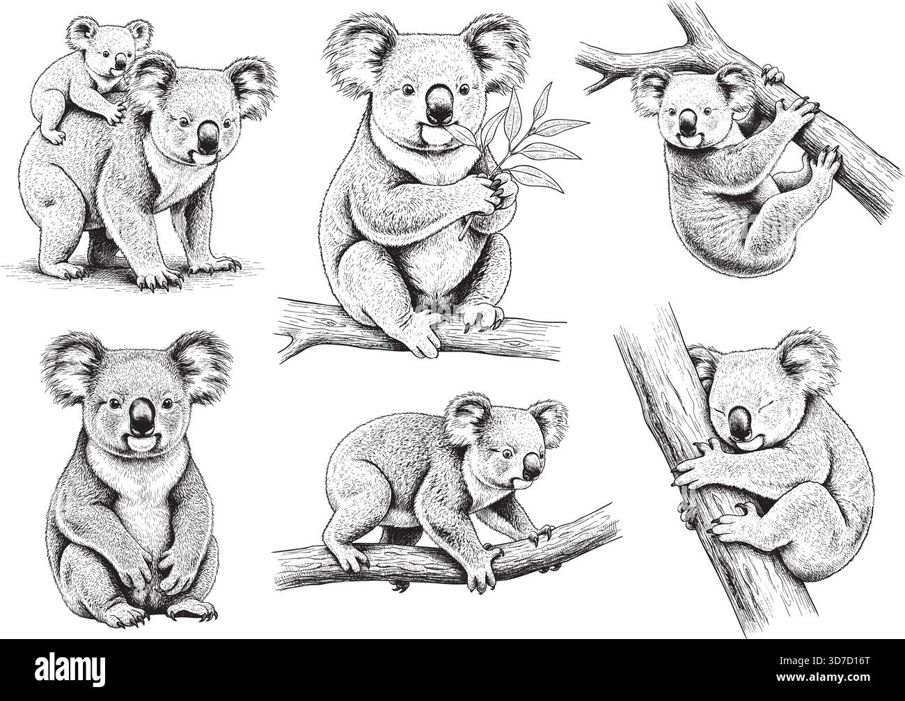 Handgezeichnetes Koala Illustrationsset Posen, detaillierte Skizze Vintage Tusche Stil Stock Vektor