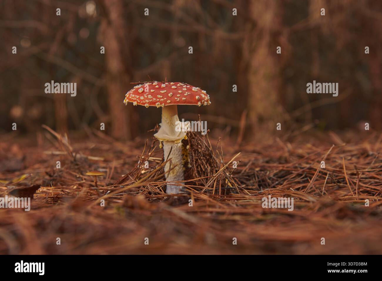 Ein einsamer Fliegenpilz, der sich aus einem Bett aus Kiefernnadeln im Herbstwald erhebt. Stockfoto